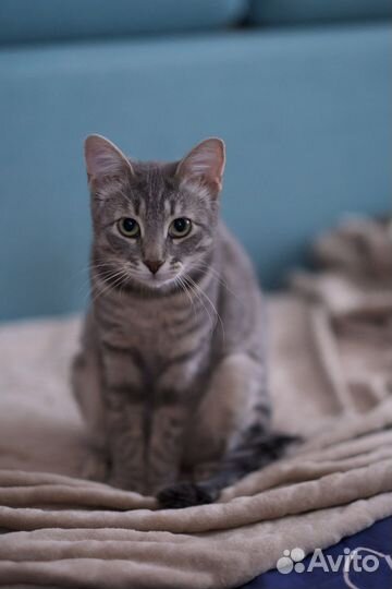 Николя (котёнок, кошка, 9,5 мес.)