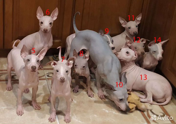 Американский голый терьер щенки