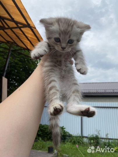 Шотландские котята