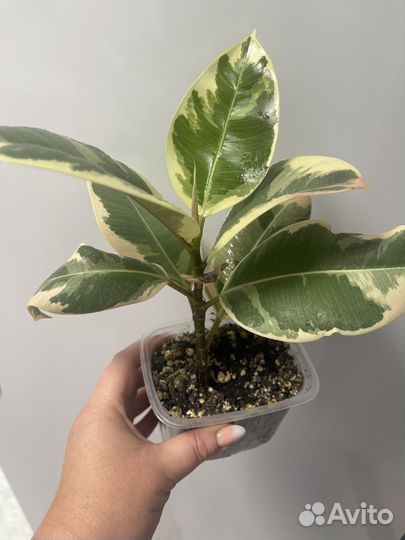 Фикус тинеке, фикус бенжамина твилайт