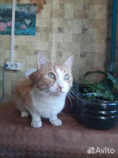 Кошка ищет дом