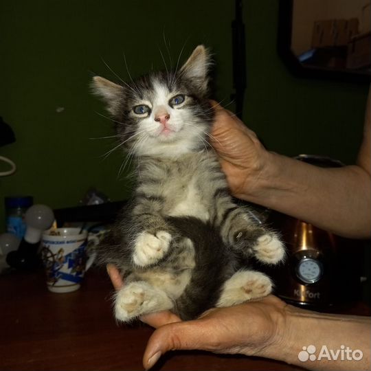 Котенок в добрые руки
