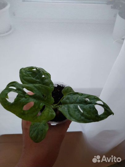 Манстера манки