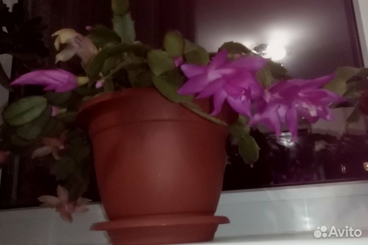 Декабрист шлюмбергера