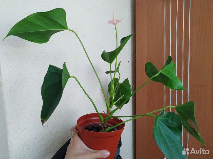 Антуриум джолли пич,ливиум