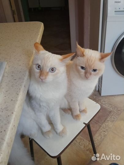 Кошка в дар бесплатно