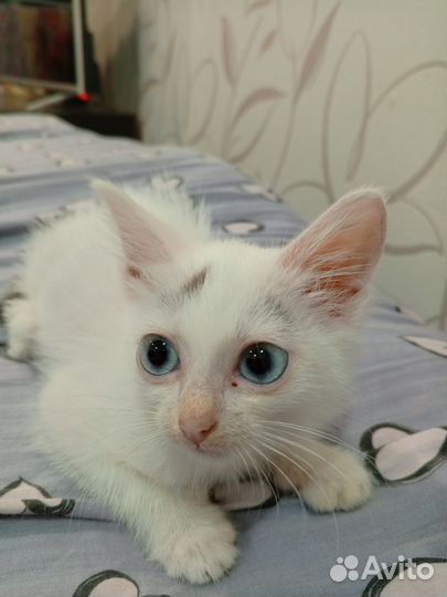 Отдам в добрые руки