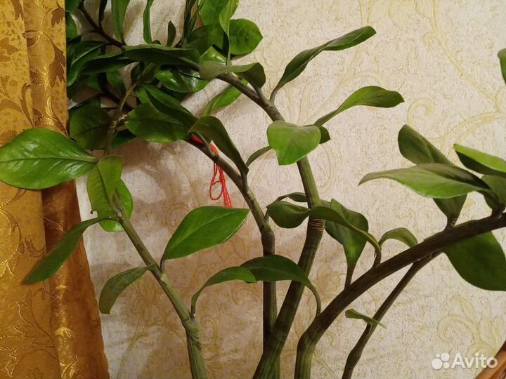 Замиокулькас