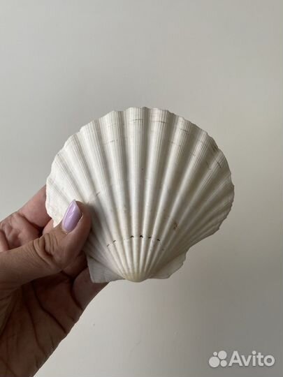 Ракушка морская большая