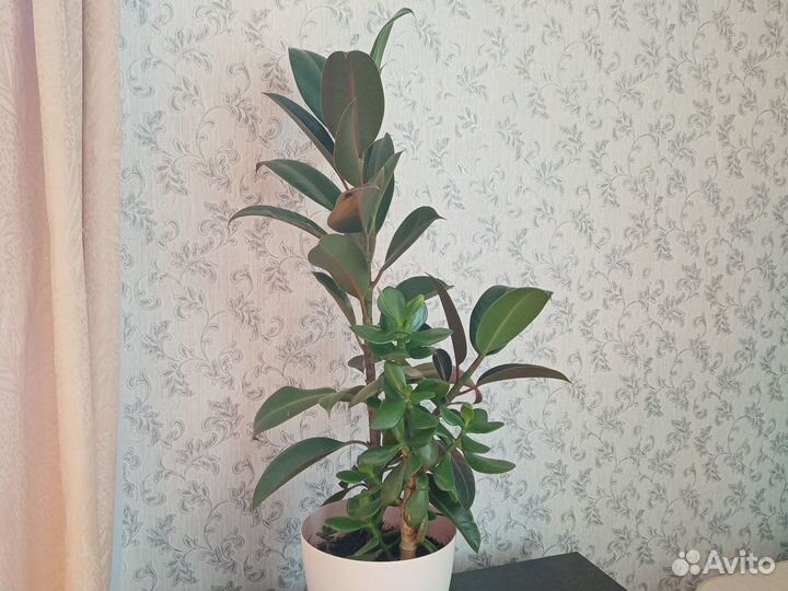 Фикус, с денежным деревом