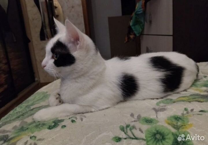 Кошечки в дар стерилизованные