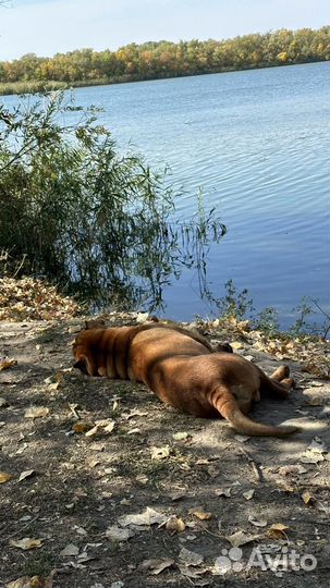 Вязка собак шарпей