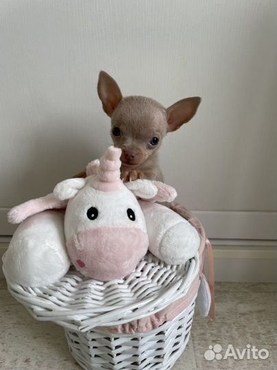 Кукольные реально породные и красивые той-терьеры