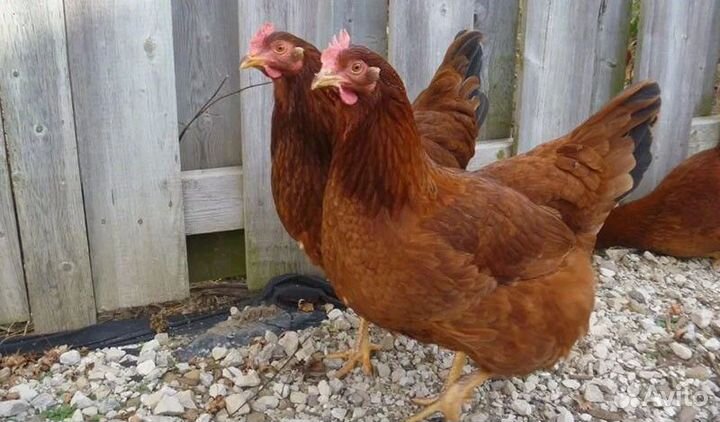 Куры-несушки