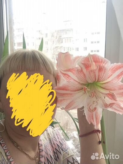 Гиппеаструм