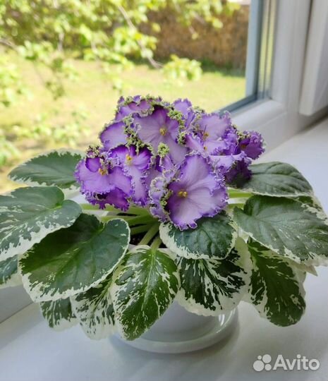 Сортовые фиалки