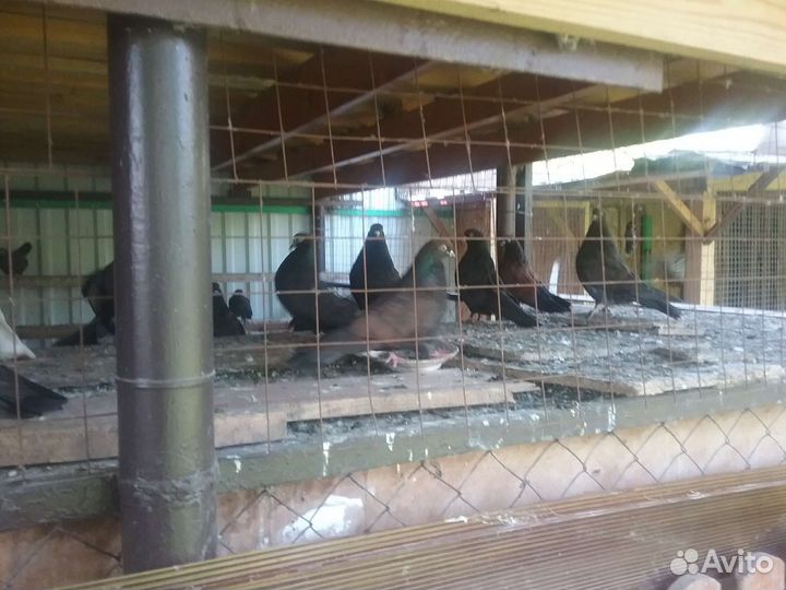 Продажа голубей
