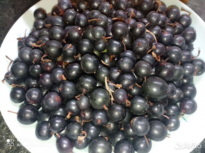 Чёрная смородина не пахучая