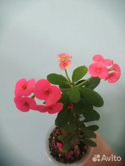 Комнатные растения