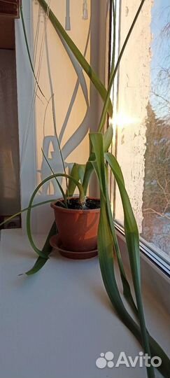 Индийский лук