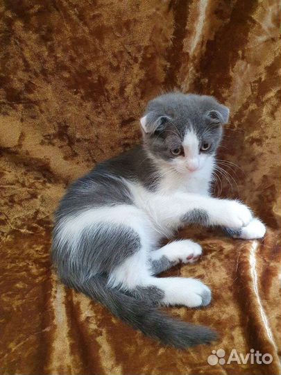 Вислоухая девочка котенок в добрые руки