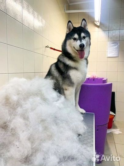 Стрижка собак, кошек. Курсы груминга. Обучение