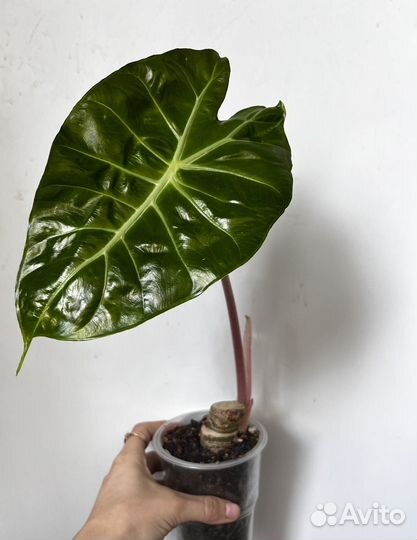 Алоказия розовый дракон