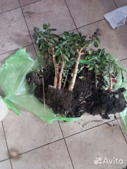 Толстянка, денежное дерево