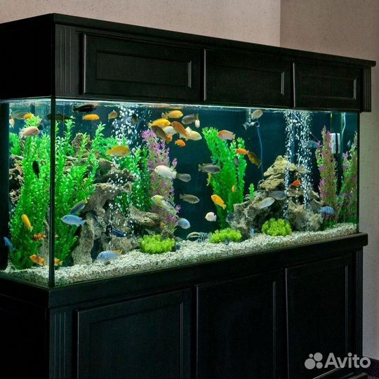 Аквариум,обслуживание