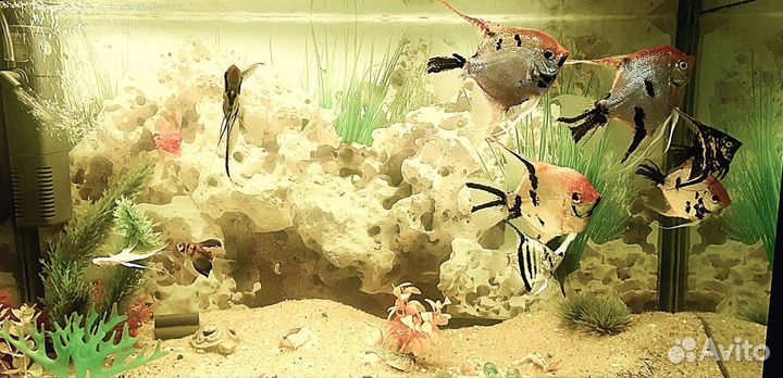 Аквариум