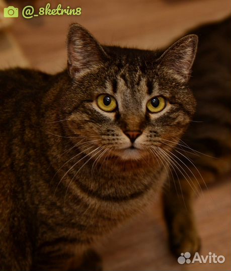 Отдам кошечку Хлою