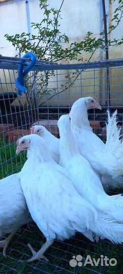 Куры домашние 