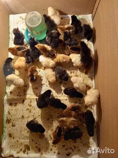 Цыплята суточные