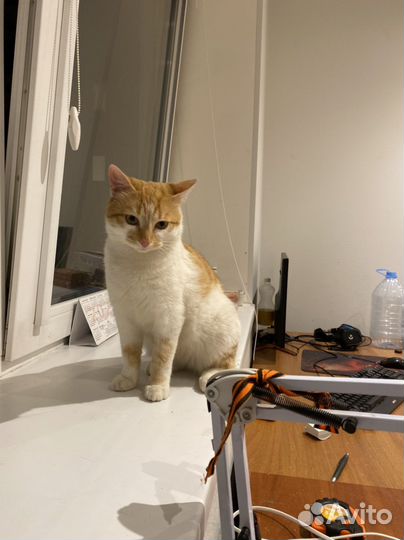 Рыжый котик