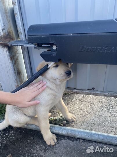 Щенки лабрадора-полукровки