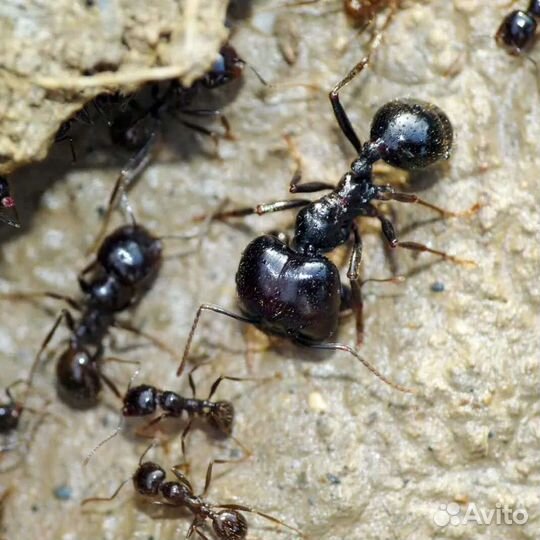 Messor structor, barbarus, Lasius niger (Тюмень)