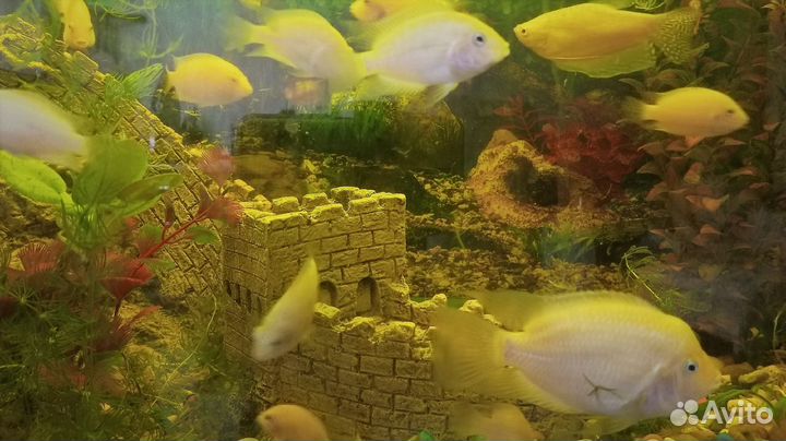 Аквариумные рыбки цихлиды фламинго