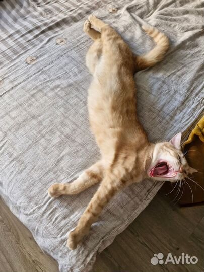Отдается рыжий кот