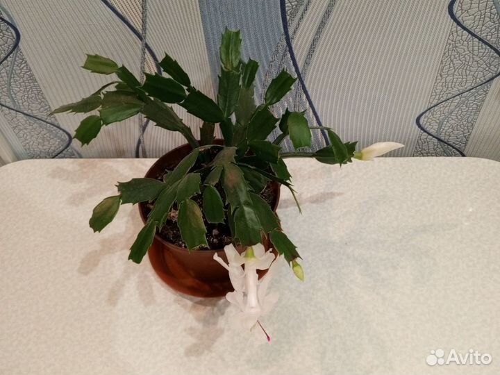 Белый Декабрист шлюмбергера