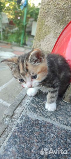 Отдам котят в хорошие руки