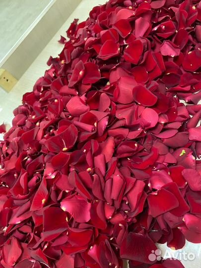Лепестки роз