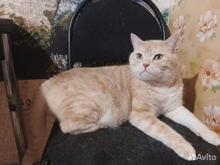 Британский кот