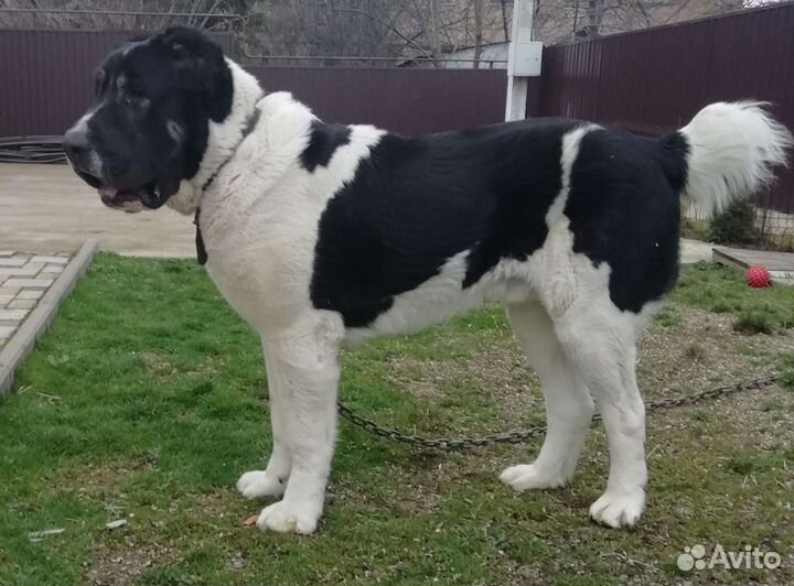 Алабай на вязку