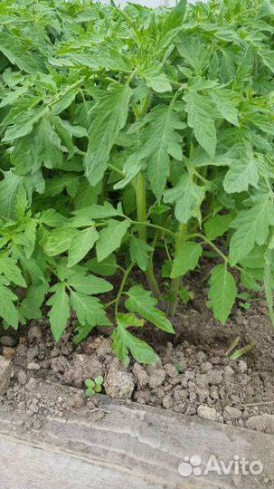 Рассада помидор