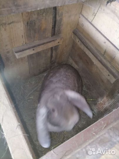 Кролики французский баран