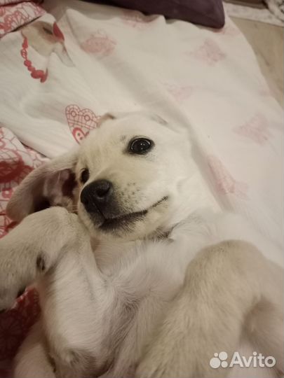 Лабрадор (девочка)