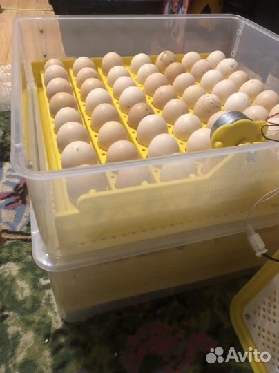 Инкубатор для яиц на 112 шт