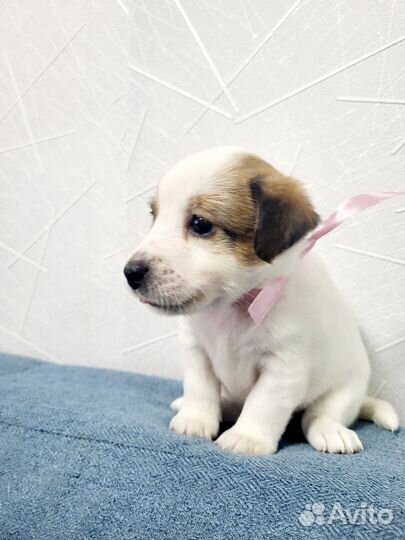 Джек Рассел терьер