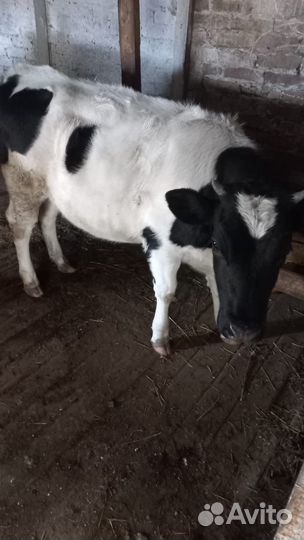 Корова и лошадь