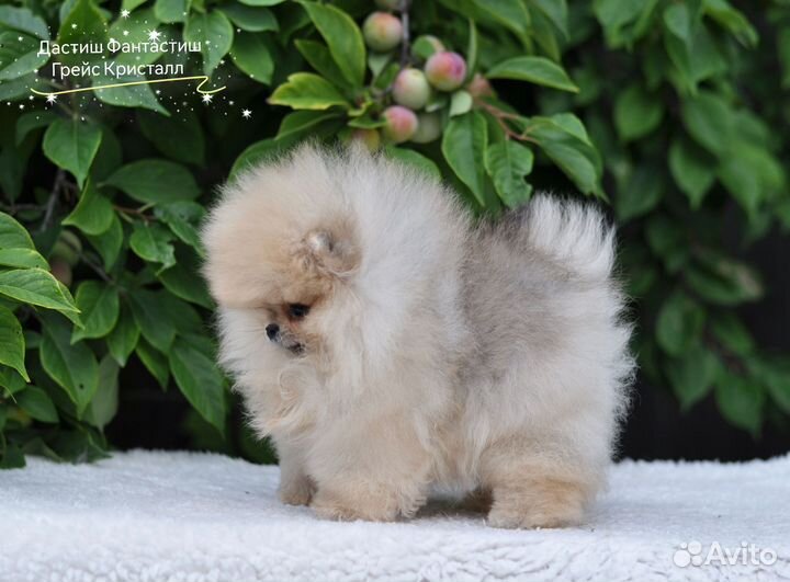 Микро девочка Померанский Шпиц